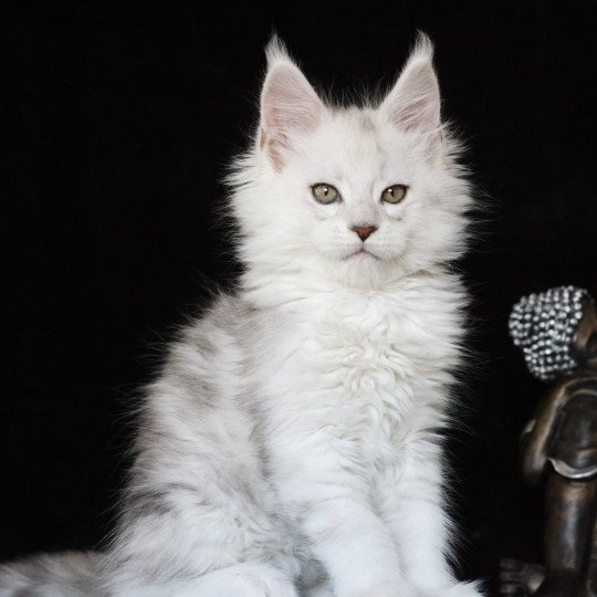 chaton Maine coon black silver shaded ZORION Elevage de maine coon L'Or sauvage