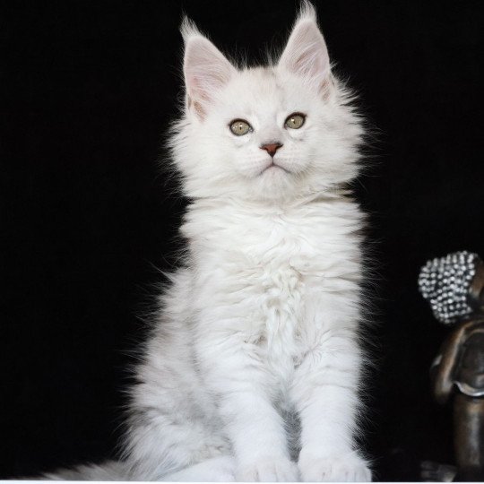 chaton Maine coon black silver shaded ZORION Elevage de maine coon L'Or sauvage