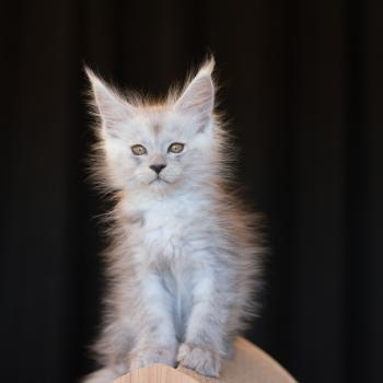 Chaton Maine coon Zelda ❤ White rock's Léon 2026 Elevage de maine coon L'Or sauvage