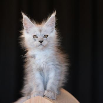 Chaton Maine coon Zelda ❤ White rock's Léon 2026 Elevage de maine coon L'Or sauvage
